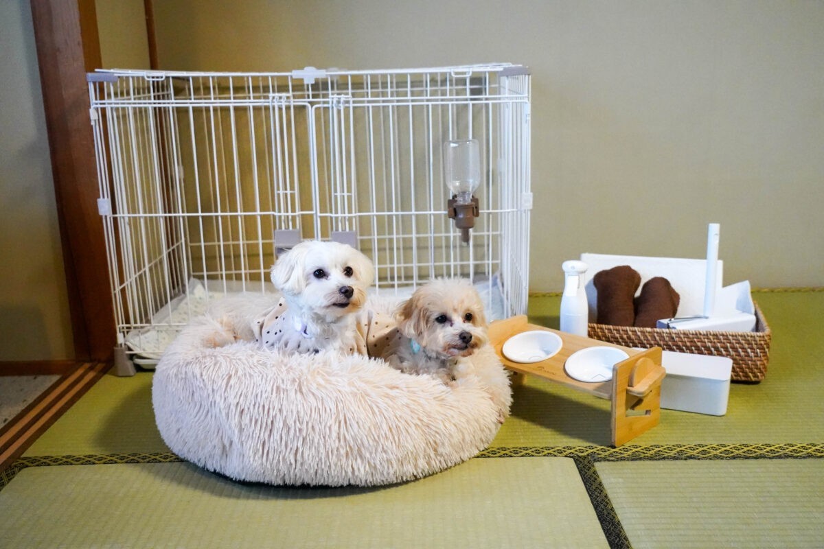 ワンちゃんと客室